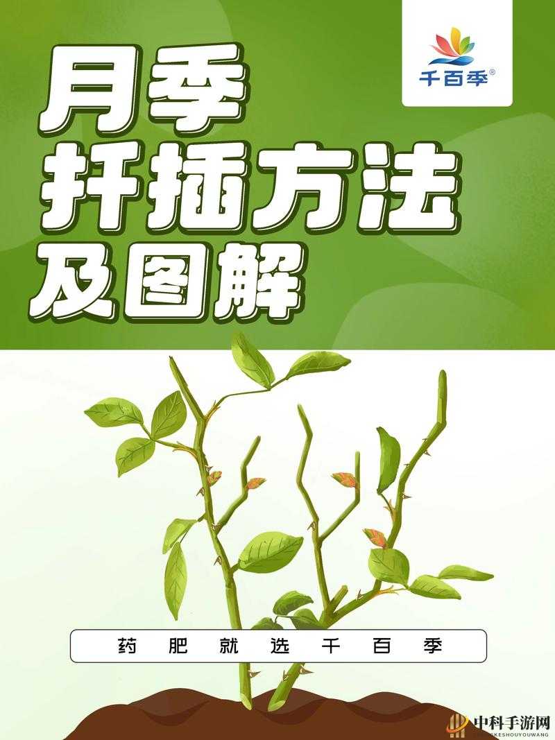 韩式 72 种扦插方式：让你的植物繁殖更高效