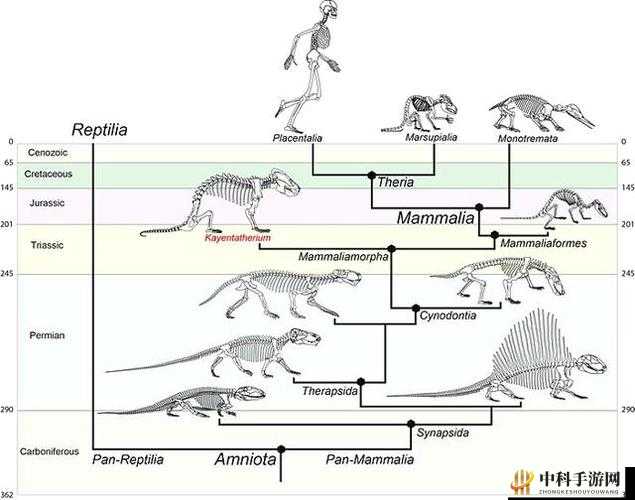 美国人与猪的 DNA：惊人发现与潜在影响